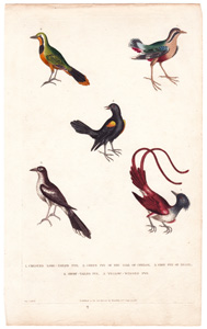 1. Crested long-tailed Pye  2. Green Pye of the Isle of Ceylon  3. Grey Pye of Brazil  4. Short-tailed Pye  5. Yellow-winged Pye 